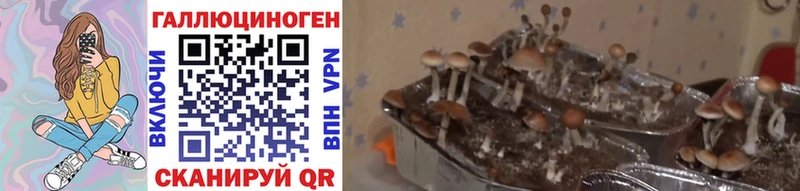 Псилоцибиновые грибы Magic Shrooms  где можно купить   Алапаевск 