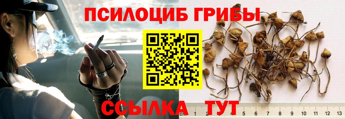 Галлюциногенные грибы Psilocybe Алапаевск